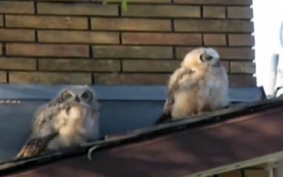 This Owl Poops On His Friend.  His Reaction Is Priceless!