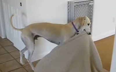 His Humans Got Him A New Cozy Bed. What They Caught This Pup Doing With It Is Priceless!