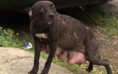 This Malnourished Mom Just Realized She’s Being Rescued. When She Sees Her Rescuers She Does THIS