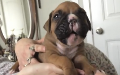 Boxer Puppy Tries To Howl At His Mom For The First Time.  But What Comes Out Is Priceless!