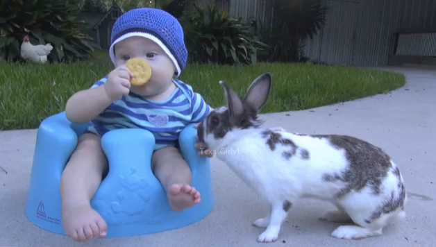 Baby Attempts To Eat His First Piece Of Solid Food. But The Bunny Has ...