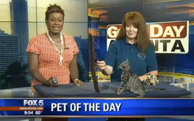 This Kitten Literally Flips Out During Live News Broadcast. The Result Is Hilarious!