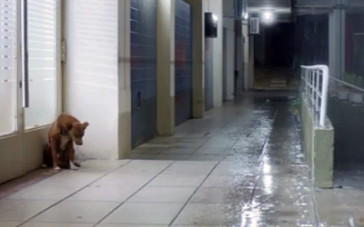 Dog Waits Outside The Hospital For His Human. But When The Doors Open It Brought Tears To My Eyes