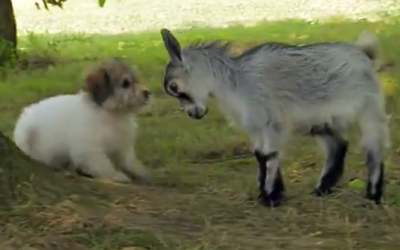 This Goat And Puppy Have A Stare Down. I Never Expected The Goat To React Like THIS
