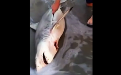He Discovered A Dead Shark But Noticed Something Was Weird. When He Cut It Open THIS Came Out!