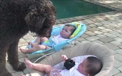 Big Dog Approaches These Twin Babies. Then Mom Quickly Grabs The Camera and Caught THIS