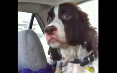 This Dog Sees A Squirrel While He Is In The Car. His Reaction I Can’t Stop Laughing!