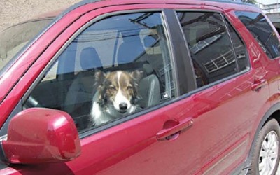 This Mans Saves A Dog Who Was Dying In A Boiling Car By Doing Something Brilliant