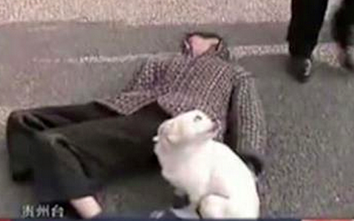 This Man Passed Out In The Middle Of A Busy Road. But Just Keep Your Eyes On What His Dog Does.