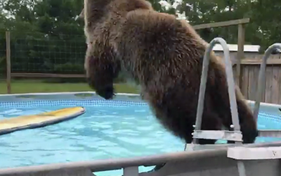 WATCH: THIS Bear Climbs Up The Ladder and Then Does An Epic Belly Flop