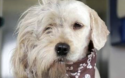 This Woman Shaved This Homeless Pup. What She Found Underneath His Fur Tore My Heart Up!