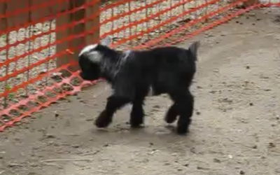 Baby Pygmy Goat Stands Up For The First Time Then He Does THIS and I Lost It!