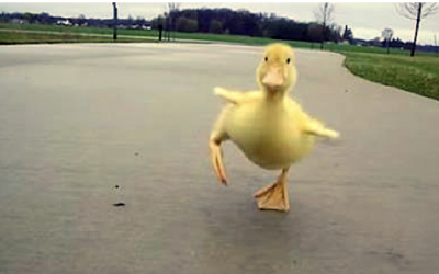 Nobody Believed Him When He Described This Ducklings Morning Ritual. So He Caught THIS