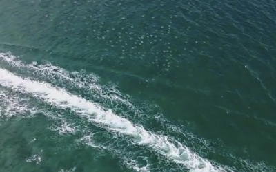 Dad and Daughter Were Parasailing Over The Ocean. What They Caught On Cam Is An Unexpected Surprise!