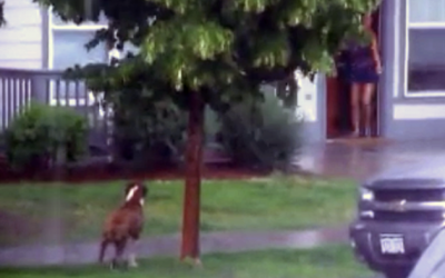 This Pup’s Evil Owner Left Him Outside During A Hail Storm. Now Watch What This Lady DOES.