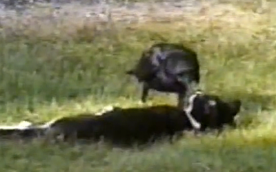 This Kitten Was Abandoned By It’s Mother But Then This Crow Does Something I’ve Never Seen Before!