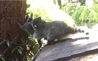 Mom Raccoon Teaches Her Baby To Climb A Tree For The 1st Time. The Result Is Unexpectedly Awesome!