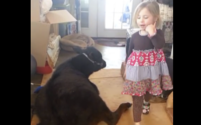 Little Girl Got Caught Bringing Her Cow Inside The House. Her Excuse Is Unexpectedly Delightful!