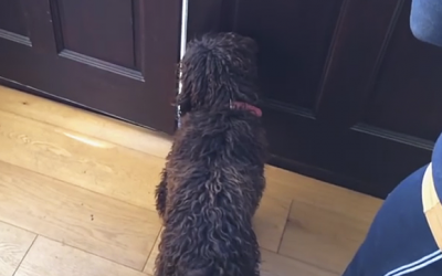 Nobody Believed Her When She Described Her Dog’s Morning Ritual. So She Got A Camera And Caught THIS