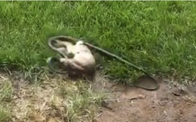 This Snake Tries To Eat Her Baby Bunnies. What The Mom Does Next Is So Unexpected!