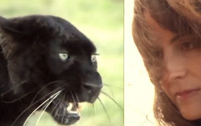 He Growled and Snarled At Everyone Who Got Close To His Cage. But When She Showed Up It’s Unbelievable!