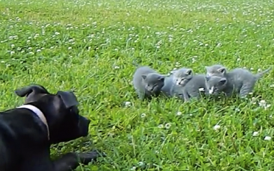 4 Kittens Were Being Threatened By A Bully Dog Until An Unlikely Surprise Hero Saves Them!