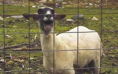 I Have Never Heard A Goat Make A Sound Like THIS. I Can’t Stop Laughing