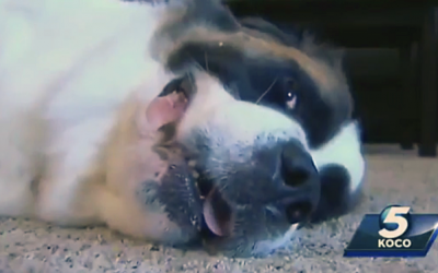The Family Dog Wouldn’t Stop Whining While They Tried To Sleep. The Reason Would Save Their Lives!