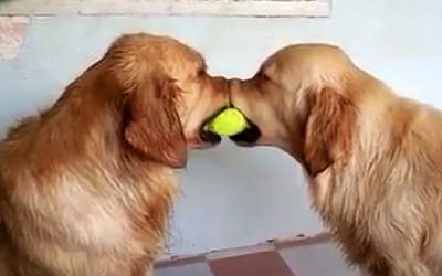 2 Dogs Are Having A Tug Of War. But The 3rd Dog Shows Up With An Unexpected Surprise!