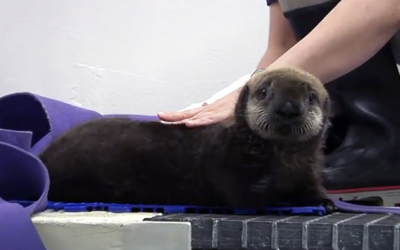 This Extremely Shy Otter Gets Groomed. When They Zoom In It’s Priceless!