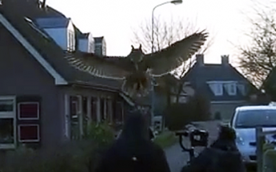 They Caught An Eagle Owl On Cam In Flight. Now Watch The Unexpected Strange Place He Lands!