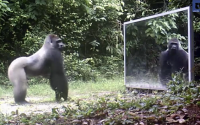 Wild Gorilla Sees His Reflection In A Mirror For The 1st Time. His Unexpected Reaction Is Hilarious!