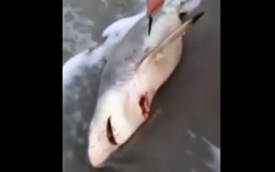 This Man Found A Dead Shark But Realized Something Was Strange. When He Cut It Open THIS Came Out!