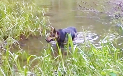 This Dog Died An Hour After Eating This Common Yet Very Deadly Plant. Everyone Should See THIS