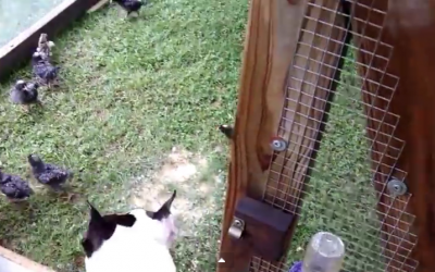 Pitbull Gets Into A Pen Filled With Baby Chicks. Now Watch The Pitbulls Reaction!