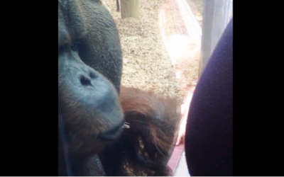 She Presses Her Pregnant Belly Onto The Glass. Now Watch The Orangutan’s First Instincts Kick In.