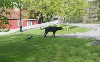 A Prankster Crow Sneaks Up On This Dog. Now Watch The Dog’s Unexpected Reaction!