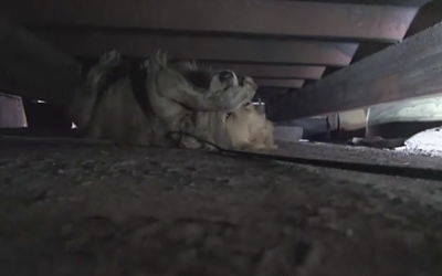 When Rescuers Arrive This Dog Starts Having The Worst Panic Attack. But Watch Her Next Reaction