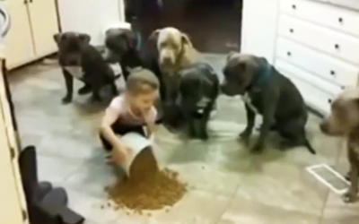 A Young Girl Gets In Between Six Pit Bulls and Their Food. Now Watch Their Reaction!