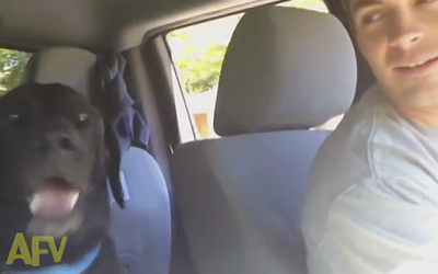 His Human Asks This Pup If He Wants To Go To The Park. His Response Is Hysterical!