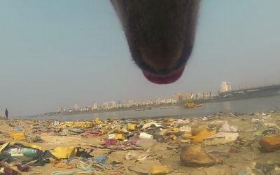 They Strapped A Camera Onto THIS Stray Dog’s Collar. What It Caught Tore My Heart Up!