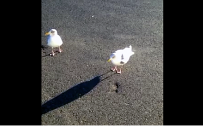 Nobody Believed Him When He Described What He Trained A Seagull To Do. So He Caught THIS On Video