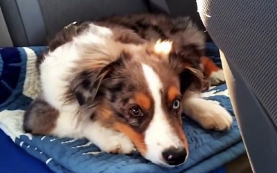 This Dog Is Sleeping When They Turn On His Favorite Song. His Response Is Hysterical!