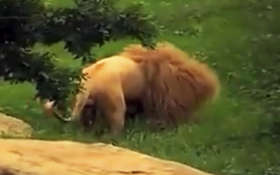THIS Lion Was Bored So They Tossed Him a Toy. They Were Baffled By What He Did With It!