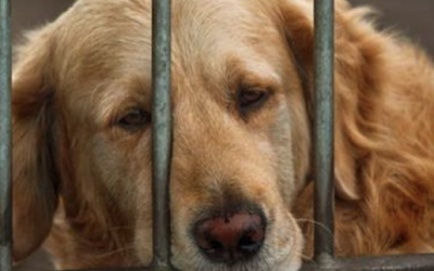 This Animal Shelter Just Got 5,000 Dogs Adopted. But The Unexpected Way They Did It Is Brilliant!