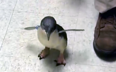This Little Penguin Runs Toward His Human. When He Reaches Him I Can’t Stop Laughing!