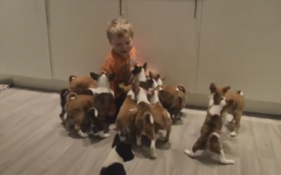 Nobody Believed Her When She Said What The Pups Do Everytime He Enters The Room. So She Caught THIS