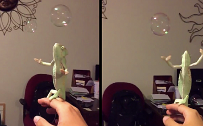 They Start Blowing Bubbles At This Chameleon. His Reaction is an Unexpected Surprise!
