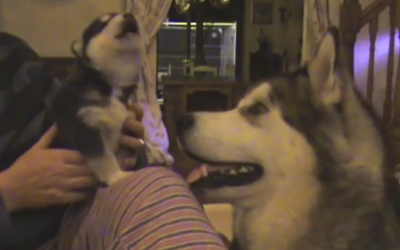 THIS 2 Week Old Pup Howls For The 1st Time Ever. Now Watch His Proud Mama’s Funny Reaction!