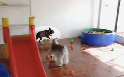 This Pup Sees A Ball Pit For The First Time. His Reaction Is Priceless!